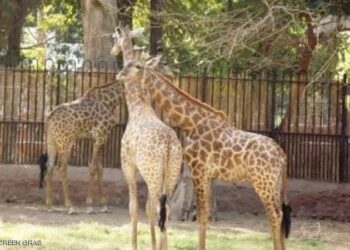 الزرافة “سنسن” تجد عريسا.. ومصر تتابع الحدث السعيد