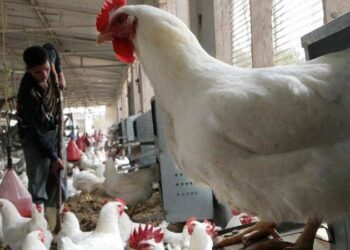 رصد حالتي تفش لإنفلونزا الطيور