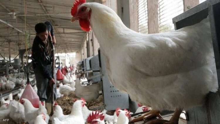 رصد حالتي تفش لإنفلونزا الطيور