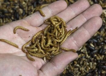 الاتحاد الأوروبي يجيز أكل الديدان..وجبة خفيفة غنية بالبروتين