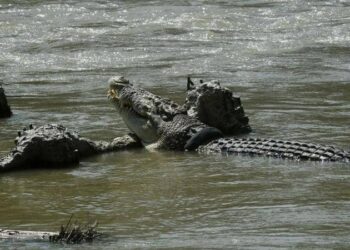 هرب من الشرطة فعلق في “بحيرة التماسيح”…