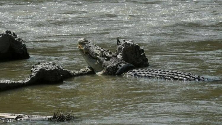 هرب من الشرطة فعلق في “بحيرة التماسيح”…