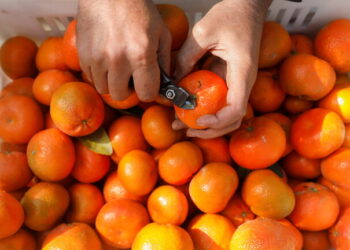 4 مسافرين يتناولون 30 كيلوغراما من البرتقال قبل انطلاق رحلتهم