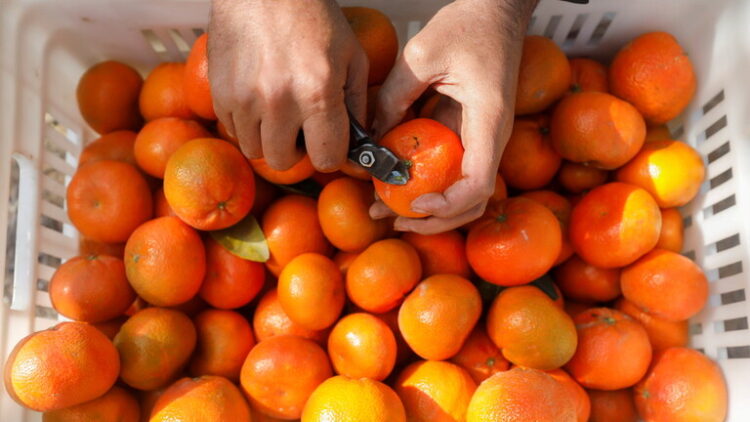 4 مسافرين يتناولون 30 كيلوغراما من البرتقال قبل انطلاق رحلتهم