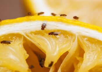 تطوير علاج قد يطيل عمر ذبابة الفاكهة الافتراضي ويمنع ألزهايمر