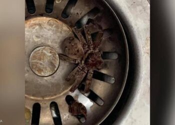 عثر على عنكبوت في بيته.. لكنه واجه موقفا صادما ومرعبا