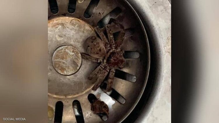 عثر على عنكبوت في بيته.. لكنه واجه موقفا صادما ومرعبا